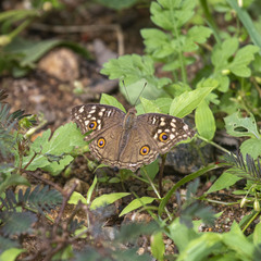 Junonia lemonias