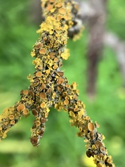 Xanthoria parietina