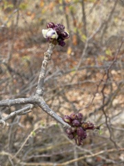 Rotheca wildii glabra
