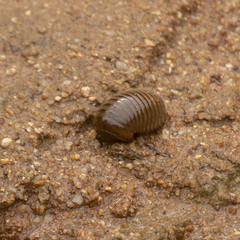Arthrosphaera