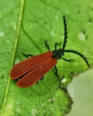 Lycidae
