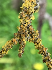 Xanthoria parietina