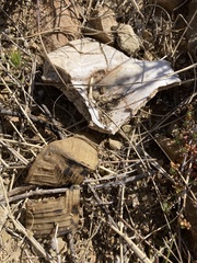 Stigmochelys pardalis