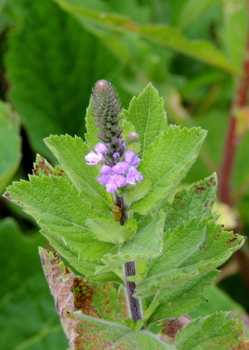 hoary vervain