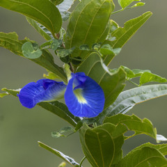 Clitoria ternatea