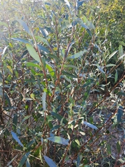 Salix elbursensis