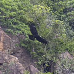 Ictinaetus malaiensis