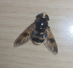 Volucella elegans