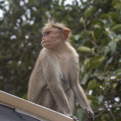 Macaca radiata