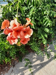 Campsis