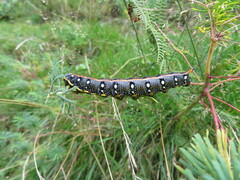 Hyles euphorbiae