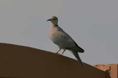 Streptopelia capicola