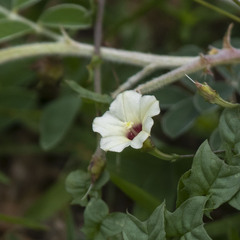 Xenostegia tridentata