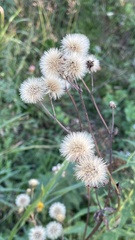 Hieracium umbellatum