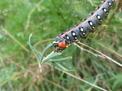 Hyles euphorbiae