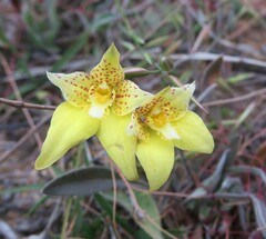Caladenia flava
