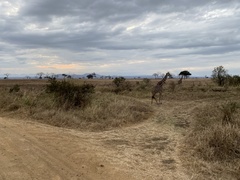 Giraffa camelopardalis tippelskirchi