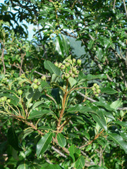 Photinia niitakayamensis