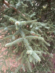 Abies pinsapo