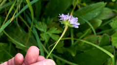 Knautia dipsacifolia