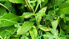 Knautia dipsacifolia