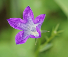 Campanula patula