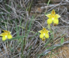 Caladenia flava