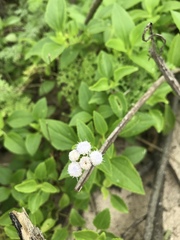 Ageratum maritimum