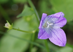 Campanula patula
