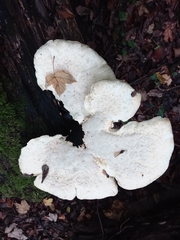 Cerioporus squamosus