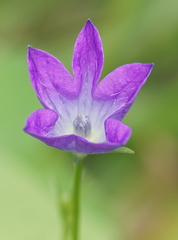 Campanula patula