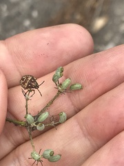 Carpocoris