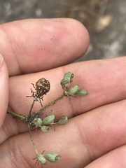 Carpocoris