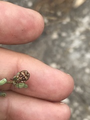 Carpocoris
