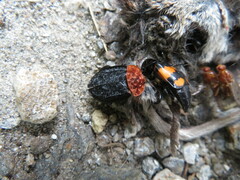 Nicrophorus vespilloides