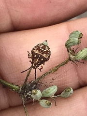 Carpocoris
