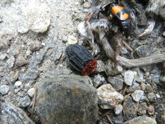 Oiceoptoma thoracicum