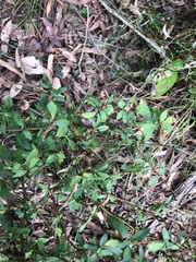 Centratherum riparium