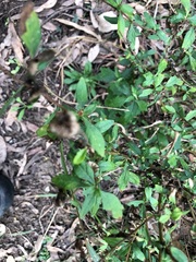 Centratherum riparium