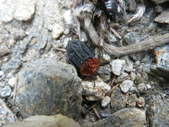 Oiceoptoma thoracicum