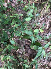 Centratherum riparium