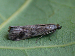 Euzophera cinerosella