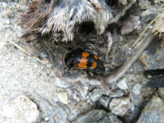 Nicrophorus vespilloides