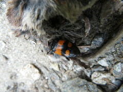 Nicrophorus vespilloides