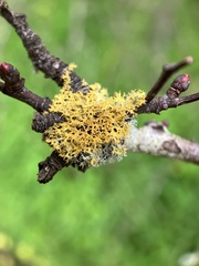 Teloschistes chrysophthalmus