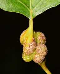 Pemphigus spyrothecae