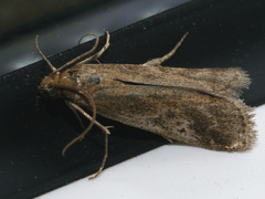 Euzophera cinerosella