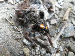 Nicrophorus vespilloides