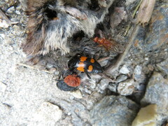 Brachycera