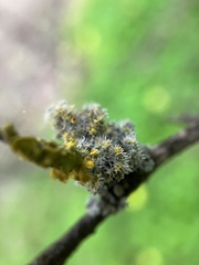 Teloschistes chrysophthalmus